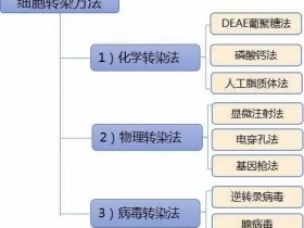 细胞转染技术大比拼