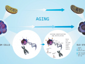 β-半乳糖苷酶检测方案:细胞衰老(Senescence)检测试剂盒
