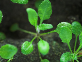 您所不知道的光合作用中的ATP合酶抗体