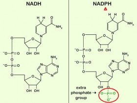 细胞代谢之迷：NAD+/NADH与NADP+/NADPH比值