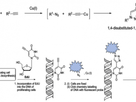 灵敏,方便,快速!EdU细胞增殖无需DNA变性