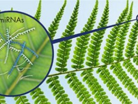 植物microRNA纯化方案:植物microRNA提纯试剂盒