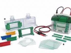 十二烷基硫酸钠聚丙烯酰氨凝胶(SDS-PAGE)电泳