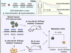 生物评论周报第65期:Cell:阻止肿瘤转移但不杀死癌细胞的药物