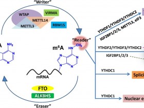梦寐以求的RNA甲基化抗体,m6A抗体,隆重登场!