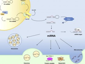 尿液microRNA分离方案:尿液microRNA提取纯化试剂盒