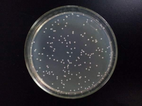 大肠杆菌DH5α感受态制备（CaCl2法）
