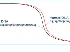 高分辨率熔解曲线（HRM）分析预混Mix（PCR），用于基因筛查？