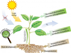 植物环境压力研究新助力：干旱胁迫相关抗体