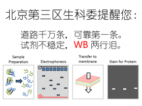 北京第三区生科委提醒您:WB道路千万条,Abbkine产品都说好~