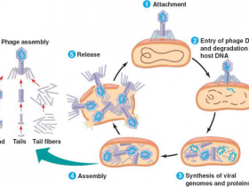 噬菌体DNA分离方案：噬菌体DNA提取纯化试剂盒
