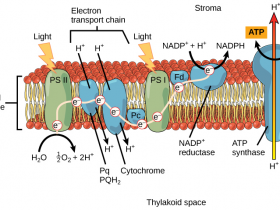 光合作用电子传递载体的相关抗体,赶快收藏吧!