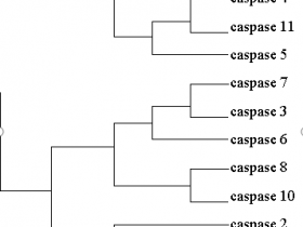 神奇的蛋白酶家族——Caspase！