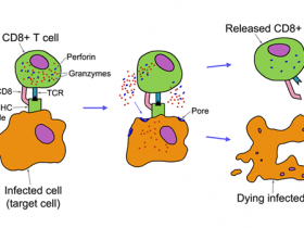 想知道多少细胞分泌了穿孔素吗?请找Mabtech穿孔素ELISpot试剂盒