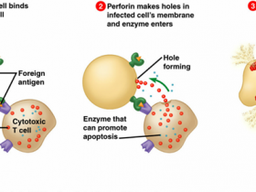 超全应用类型的Mabtech穿孔素单克隆抗体