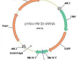 质粒构建以及需要注意的事项