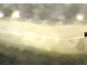 果蝇性别揭秘:如何确定果蝇幼虫的性别