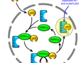 生物评论周报71期: 50%癌症中这个蛋白都突变了,猜猜它是谁