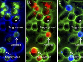 生物评论周报第73期:Nature重磅:“胞啃”作用导致免疫细胞自相残杀