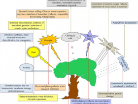 植物热休克蛋白相关抗体,Agrisera应有尽有