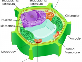 植物细胞“发电站”——线粒体蛋白相关抗体