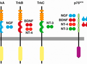 神经营养因子专题-BDNF检测哪家强,Scientific Report告诉您