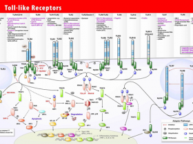 Toll样受体及相关炎症小体,帮您一站式配齐