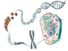 基因组DNA提取试剂盒（全样品类型适用）