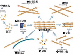 Actin甲硫氨酸氧化:动力学调节的下一个层次