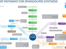 脂质研究“助手”第二弹:甘油脂 · 鞘脂 · 固醇类