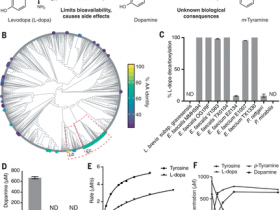 生物评论周报第83期:SCIENCE:抑制左旋多巴代谢的种间肠道细菌途径及其发现