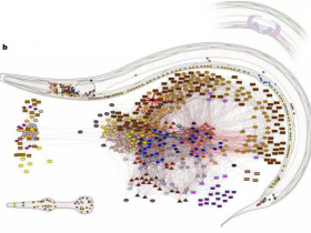 生物评论第86期:Nature:重磅!科学家首次揭示完整动物神经系统