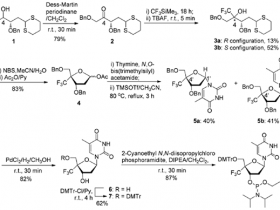 4-三氟甲基修饰的寡脱氧核苷酸：合成、生化研究和细胞摄取特性