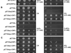 文献解读|超酸性融合微肽与模式识别受体CRP在非动物有机体中的内在抗氧化能力