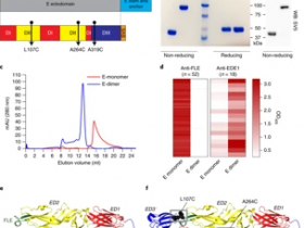 生物评论周报第96期:Nature immunology新寨卡病毒疫苗问世:消除登革热感染的ADE效应