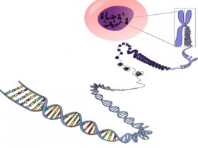 染色质提取试剂盒,看过来