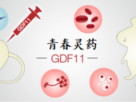 关于青春的秘密：抗衰老因子GDF11