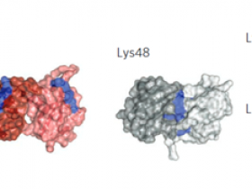 K48-连接的多聚泛素的分离和富集:升级版K48 TUBE