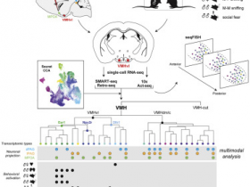 生物评论周报第100期:单细胞测序揭示下丘脑细胞对社会行为的控制