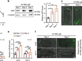 microRNA对衰老线虫不同组织自噬的破坏