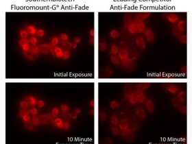 SouthernBiotech“新品尝鲜”:防褪色Fluoromount-G封片剂