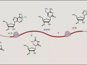 小综述:RNA m6A甲基化