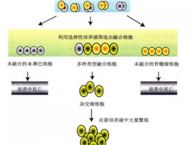 Abnova细胞培养级抗体：高亲和力、高纯度 & 零污染