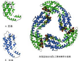 量子产率超过90%荧光标记的最强荧光——藻胆蛋白