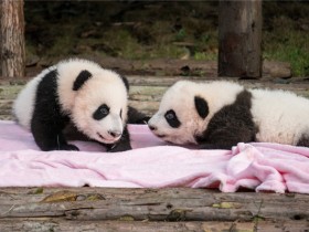 为什么熊猫宝宝生下来那么小？ 也许是骨骼发育的原因