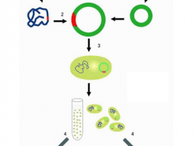 一步到位or从头开始,GeneCopoeia基因克隆满足你所有想象