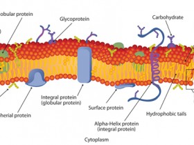 Agrisera植物膜运输系统抗体，帮您从外到内解开面纱
