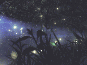 神奇的荧光素酶(一),知否知否