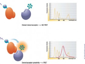 trFluor 链霉亲和素——适用于TR-FRET的荧光染料
