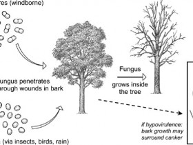 Norgen植物病原体检测试剂盒,想你所想,解你所惑